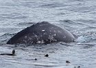 The gray whale's back bumps, or knuckles, are a means to identify individuals.